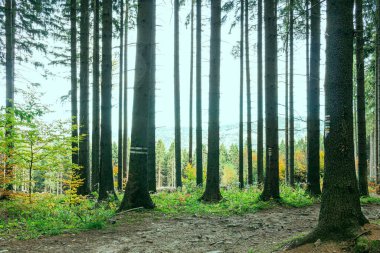 Yaz sonu orman manzarası. Sıcak akşam güneşi ağaçları aydınlatıyor.