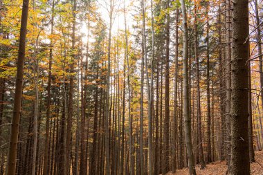 Ormanda güneşli ve uzun gölgeli güzel bir sabah manzarası.