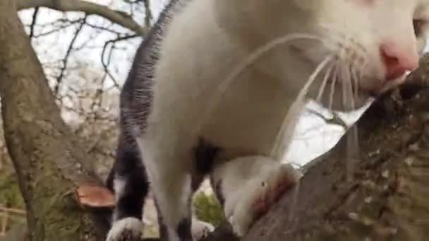 Huskatt Hoppar Ett Träd Katten Leker Ett Träd Trädgården Vacker — Stockvideo