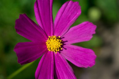  Bahçedeki pembe çiçek