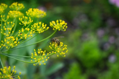 Çimenlerin yeşil arka planında sarı çiçekler