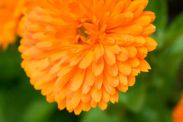 Pomarańczowy Kwiat Nagietka Ogrodzie — Zdjęcie stockowe