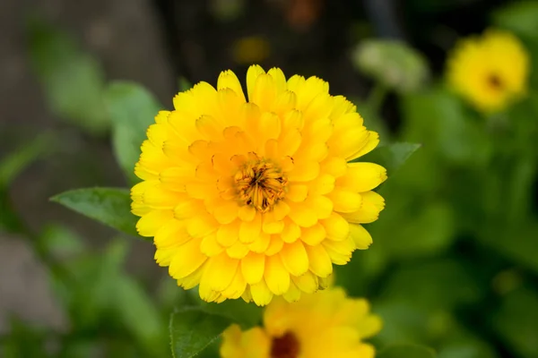 Flor Laranja Calêndula Jardim — Fotografia de Stock