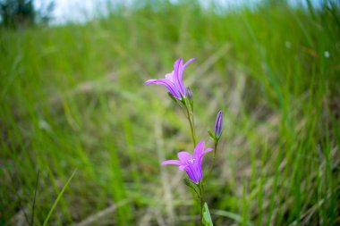 Bahçedeki mor çiçek