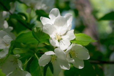 elma ağacının beyaz çiçekleri