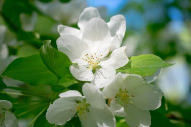 elma ağacının beyaz çiçekleri