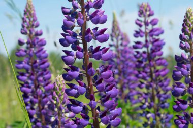 Arka planda lavanta çiçekleri