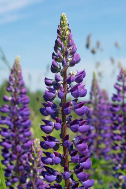 Arka planda lavanta çiçekleri