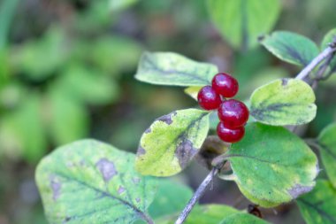 kırmızı böğürtlen