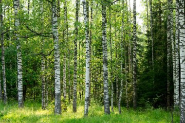 Ormandaki ağaçlar, baharda orman