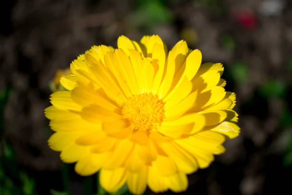 Flor Amarela Calêndula — Fotografia de Stock