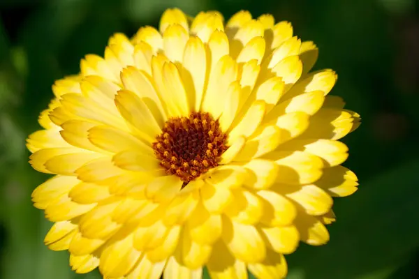 黄色のカレンダーの花 — ストック写真