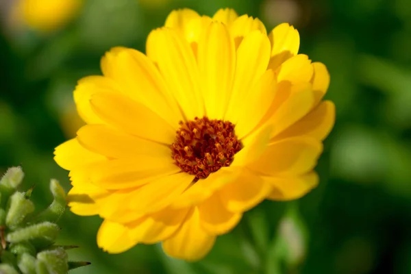 Flor Amarela Calêndula — Fotografia de Stock