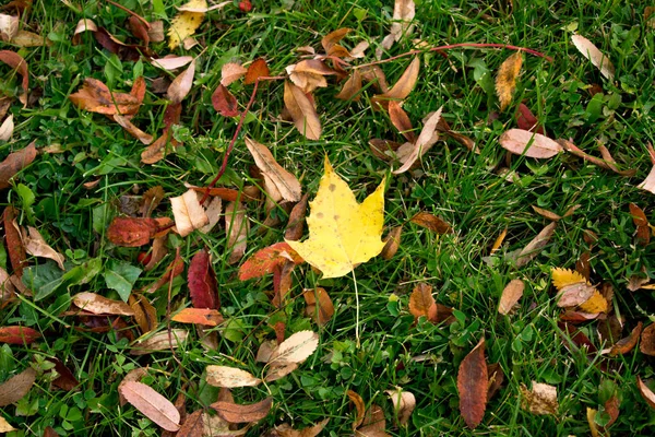 Herbstlaub Auf Dem Boden — Stockfoto