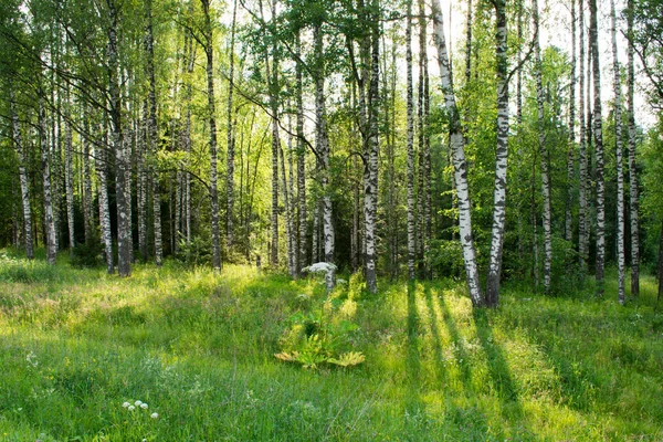 Ormandaki Ağaçlar Baharda Orman — Stok fotoğraf
