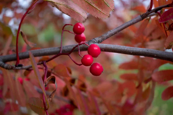 Baies Rouges Sur Une Branche Photo De Stock