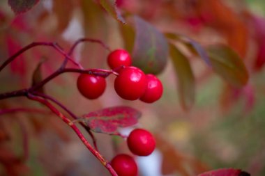 Bir dalda böğürtlen, bir demet kırmızı üzüm