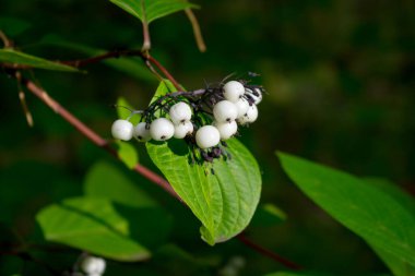 Bir dalda böğürtlen, bir demet kırmızı üzüm