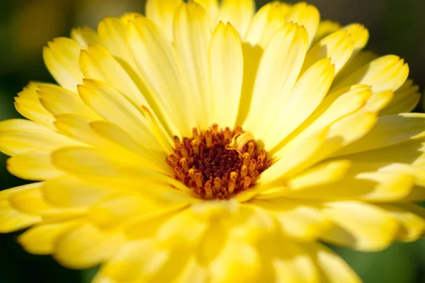 黄色の花の庭 — ストック写真