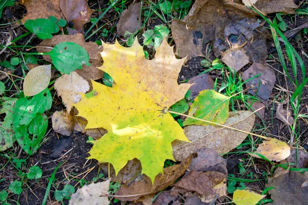 Sonbahar Yaprakları Yerde — Stok fotoğraf