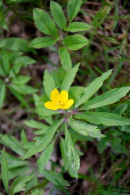 Yeşil arka planda sarı çiçek, yeşil yapraklı sarı çiçek.