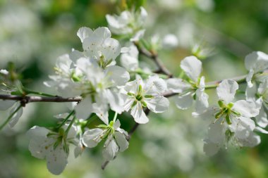  Yeşil arkaplanda beyaz çiçekler