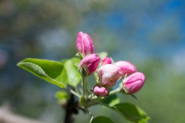 bir manolyanın pembe çiçekleri