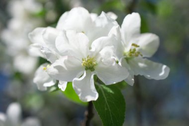 İlkbaharda çiçek açan elma ağacı