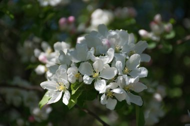 Elma ağacının beyaz çiçekleri, elma beyaz çiçekleri