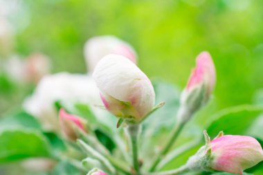 elma ağacının beyaz çiçekleri