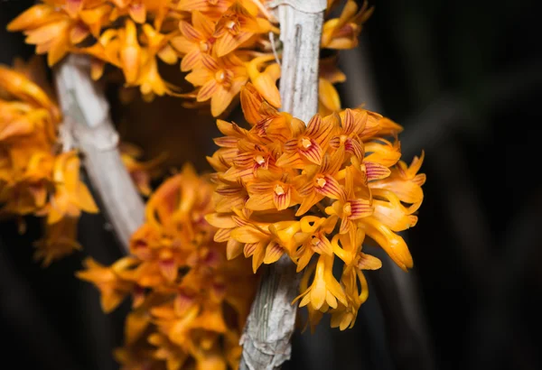 Petite fleur orange d'orchidée de Dendrobium — Photo