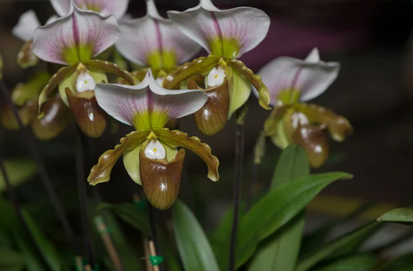 Vackra Paphiopedilum orkidé blommor blomma — Stockfoto