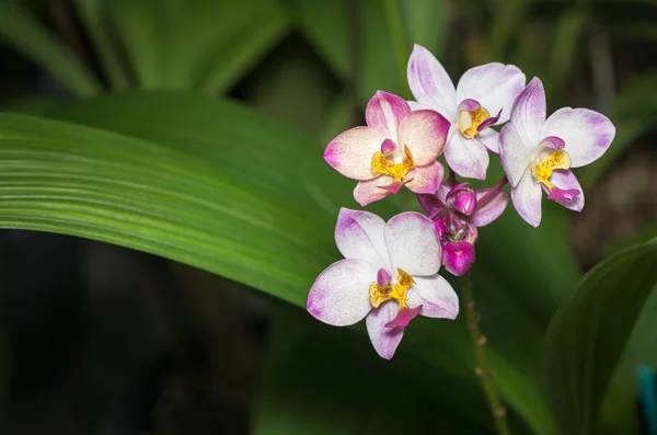 Fiore di orchidea Spathoglottis bianco e rosa — Foto Stock