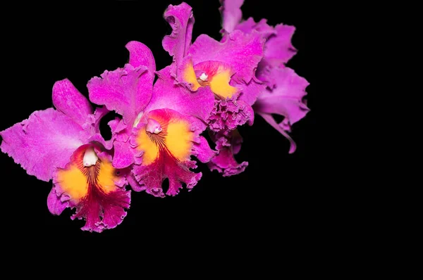 Гибридный ярко-розовый цветок каттлеи орхидеи изолирован — стоковое фото
