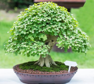 Seramik tencerede güzel Bonsai ağacı