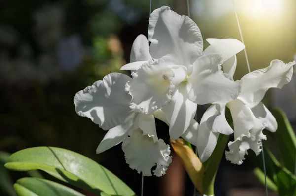 Bel fiore bianco cattleya orchidea — Foto Stock