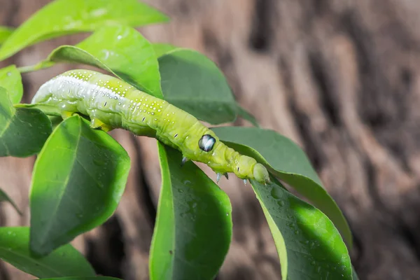 Farbige Raupe oder grüner Wurm, Daphnis nerii fressen Blatt — Stockfoto