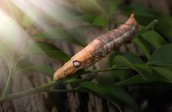 Kolorowe firmy caterpillar lub brązowy robak, Daphnis nerii jedzenie liść — Zdjęcie stockowe