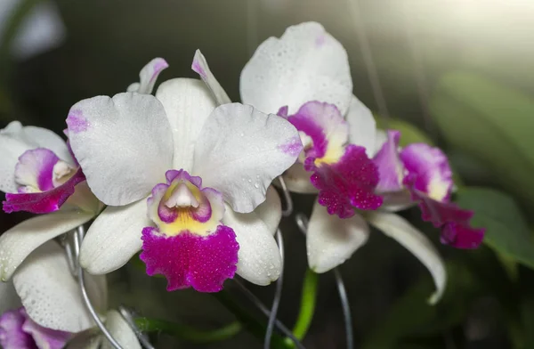 Fiore bianco e rosa del orchid di Cattleya — Foto Stock