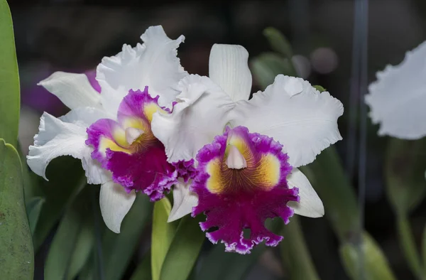 Fiore bianco e rosa del orchid di Cattleya — Foto Stock