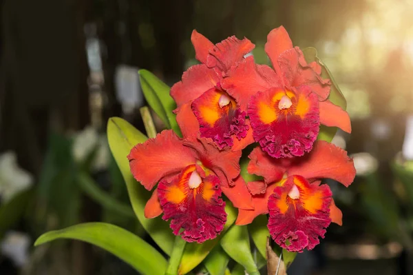 Fiore arancione del orchid di Cattleya con luce solare — Foto Stock