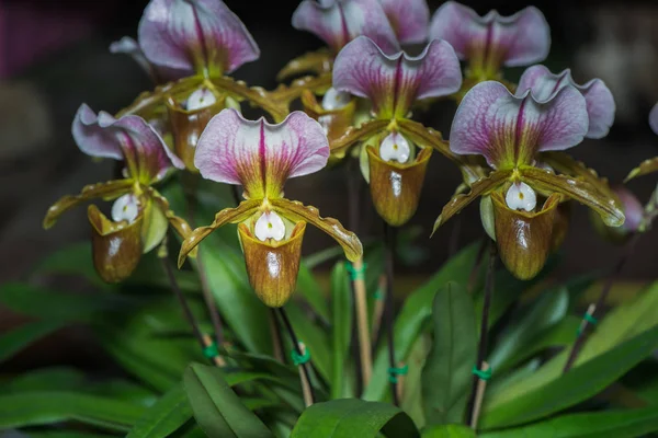 Krásné rozkvetlé květy orchideje Paphiopedilum — Stock fotografie