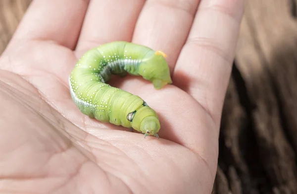 Farbige Raupe oder grüner Wurm in der Hand. — Stockfoto