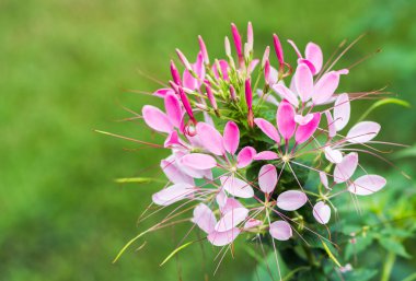 Cleome spinosa veya örümcek çiçek kapandı