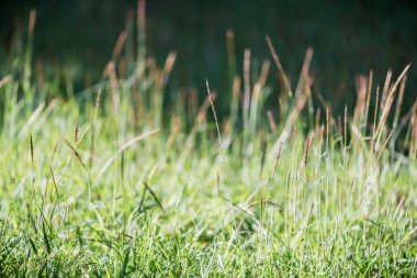 taze çiçek çimen, arka plan düşük açılı görünüş