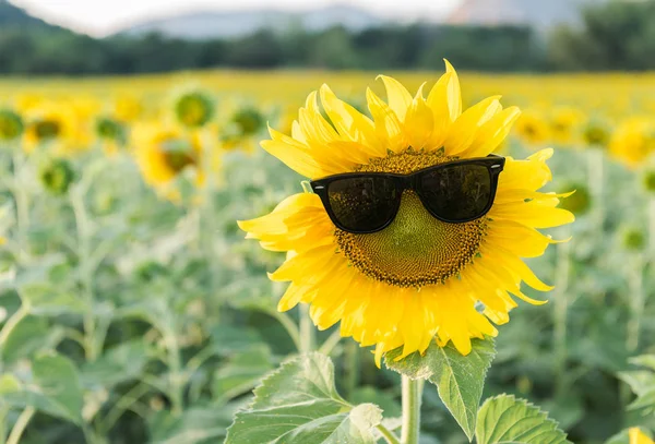 Hello sunny day sunflower wear sun glasses Vector Image