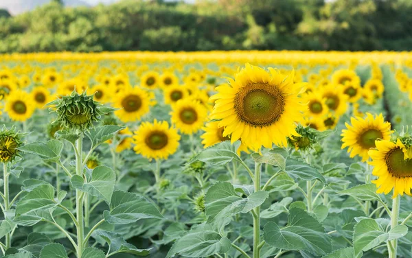 Hermoso campo de girasol en flor en Tailandia . —  Fotos de Stock