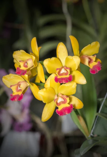 Bellissimo fiore di orchidea Aerides Giallo — Foto Stock