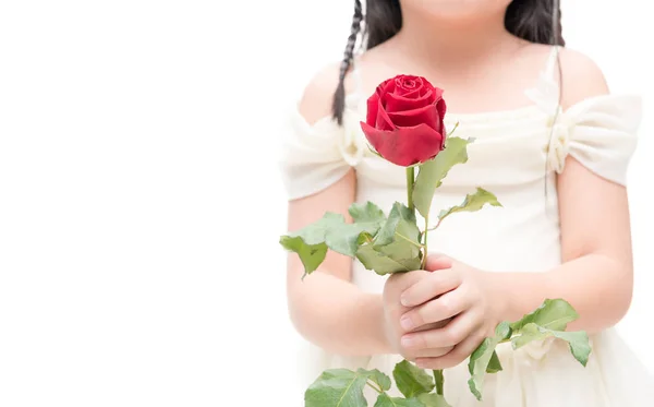 Rosa roja en niña pequeña mano aislada — Foto de Stock