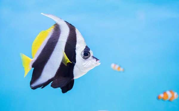 Schöner Schmetterlingsfisch auf blauem Hintergrund — Stockfoto